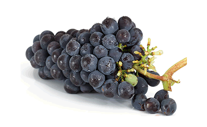 vinograd
